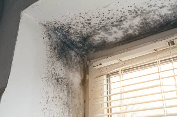 Affordable Attic Mold Remediation solutions in Ocean Grove, MA